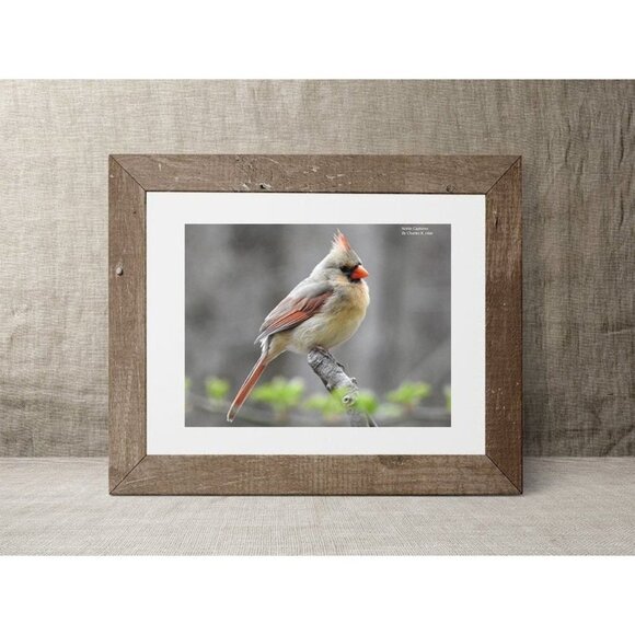 Female Northern Cardinal Oil Painting Art Print - Picture 3 of 4